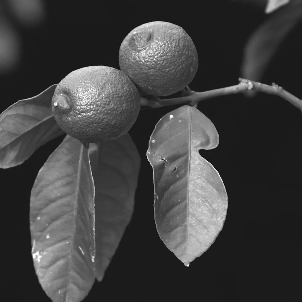 The Gardener: archive portrait