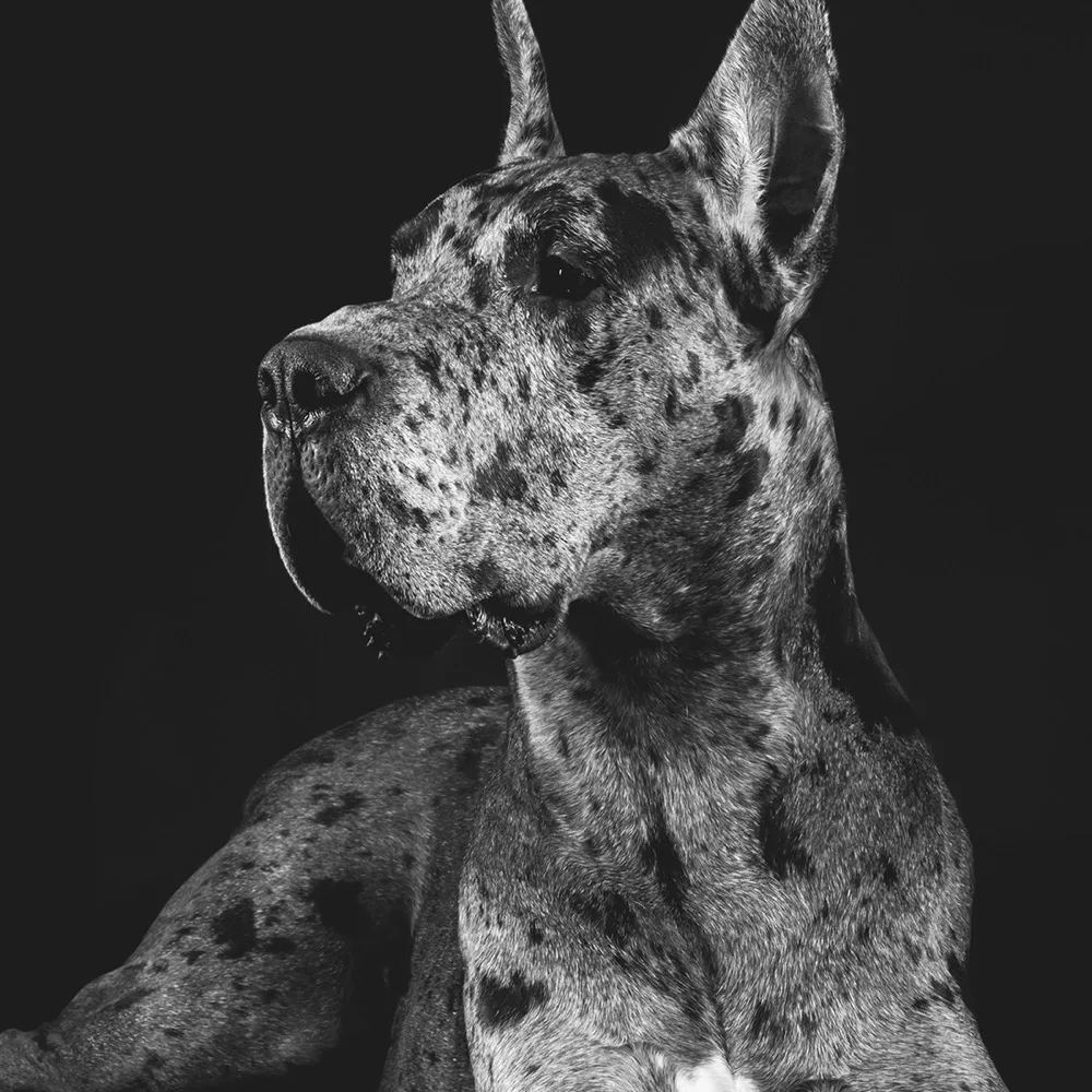 Mr. Fitz: archive portrait